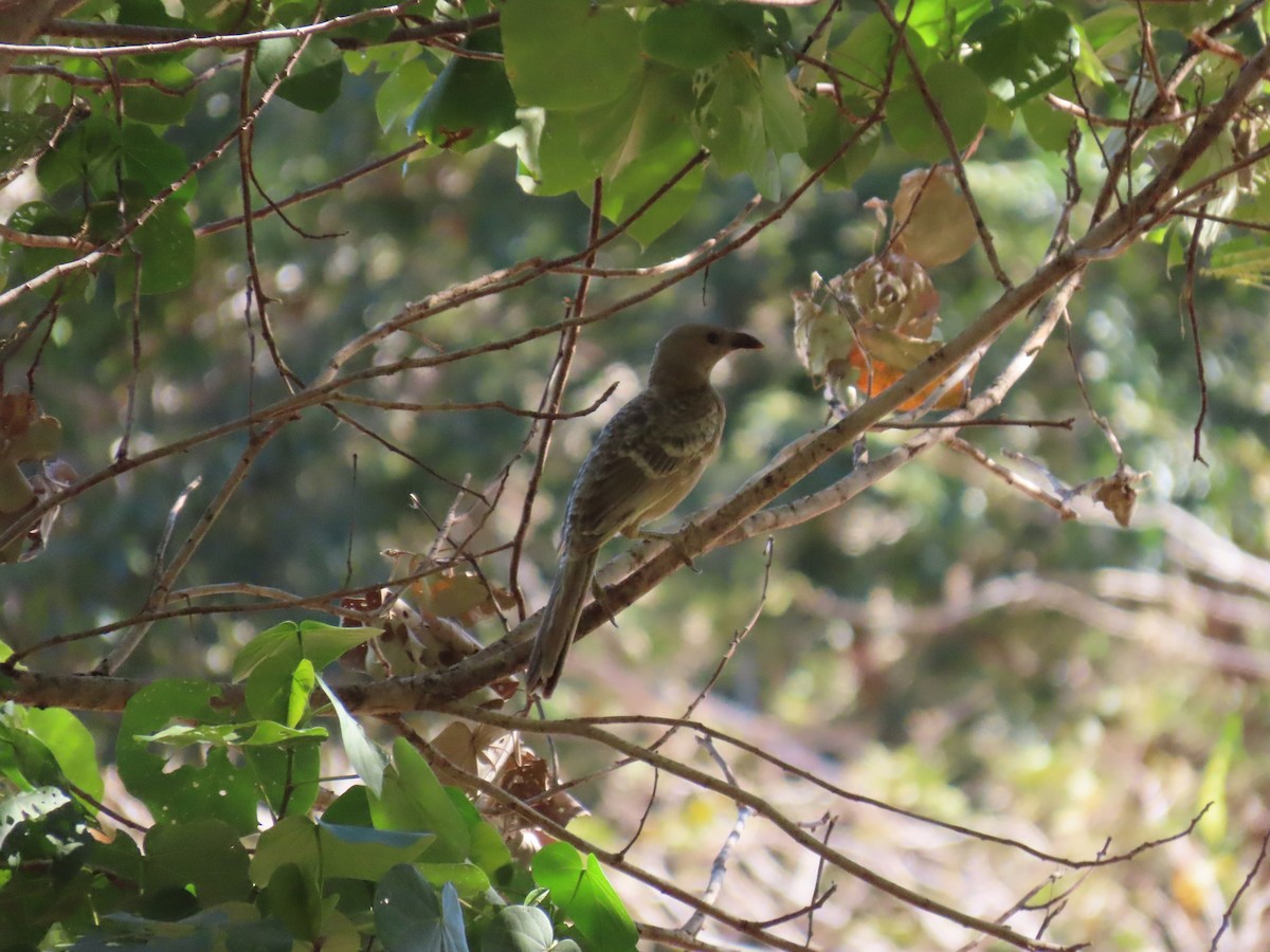 Great Bowerbird - ML638303780