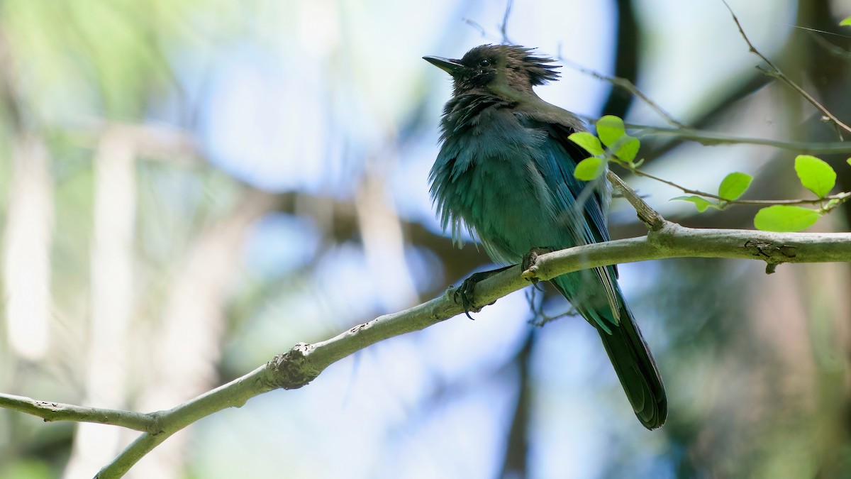 Steller's Jay - ML638303793