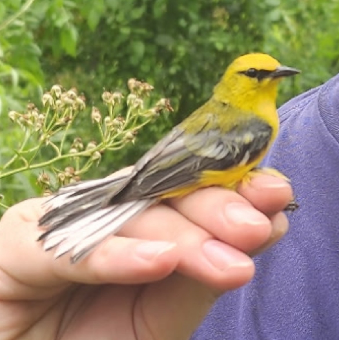 Blue-winged Warbler - ML638303795