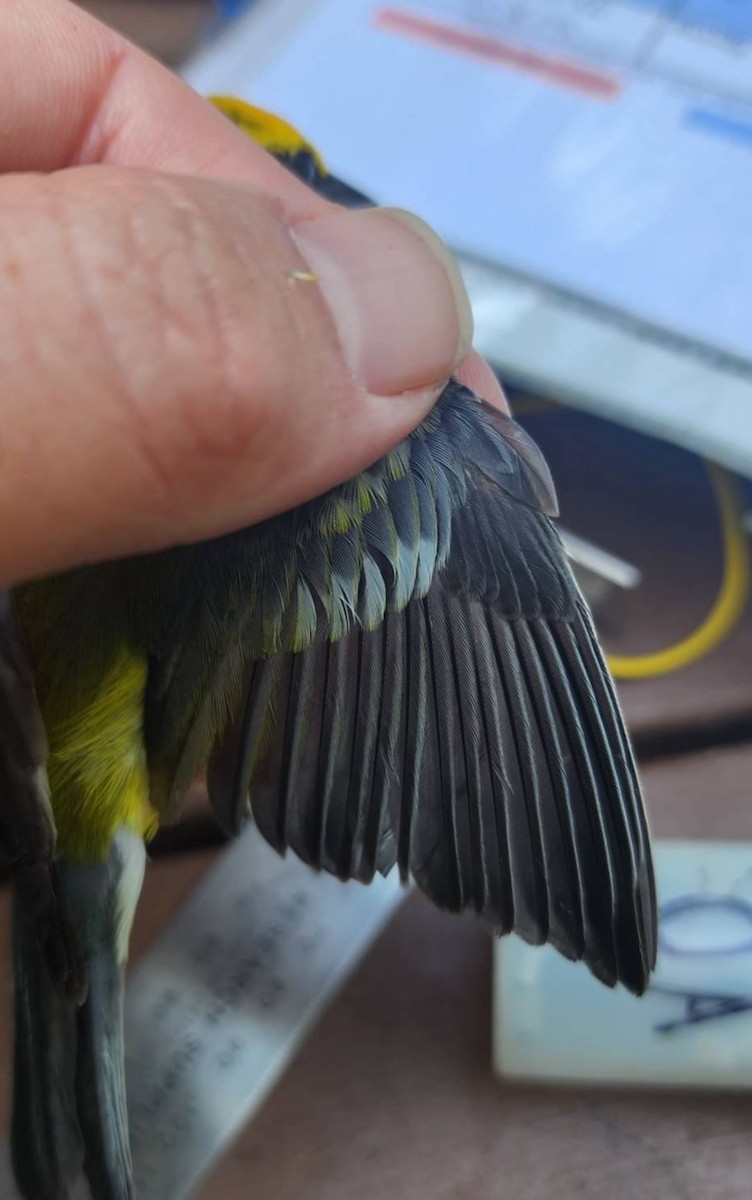 Blue-winged Warbler - ML638303796