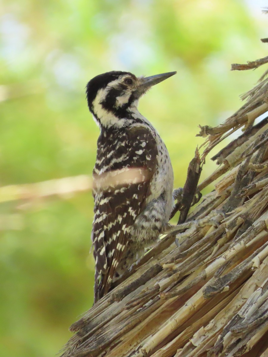 Ladder-backed Woodpecker - ML638303797