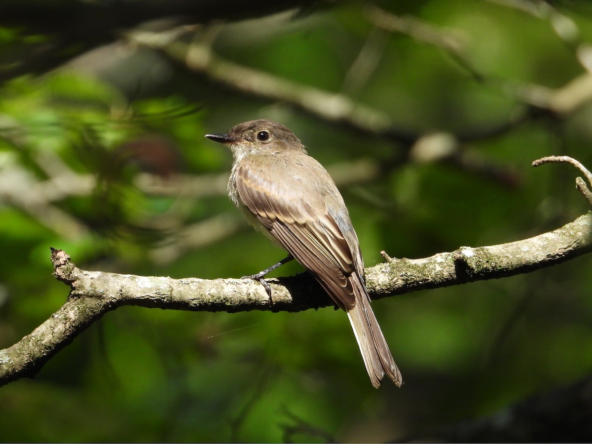Eastern Phoebe - ML638303798