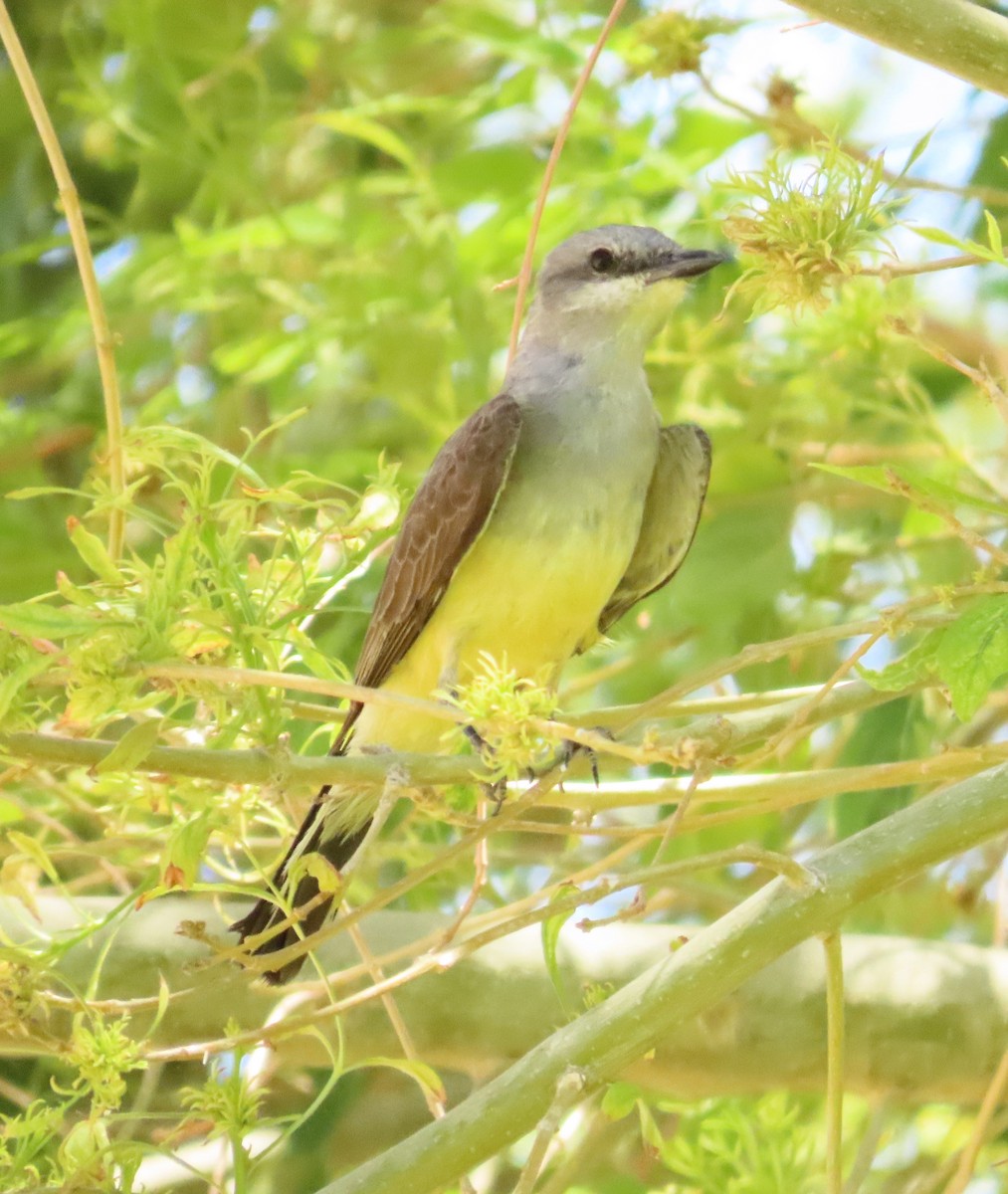 Western Kingbird - ML638303809