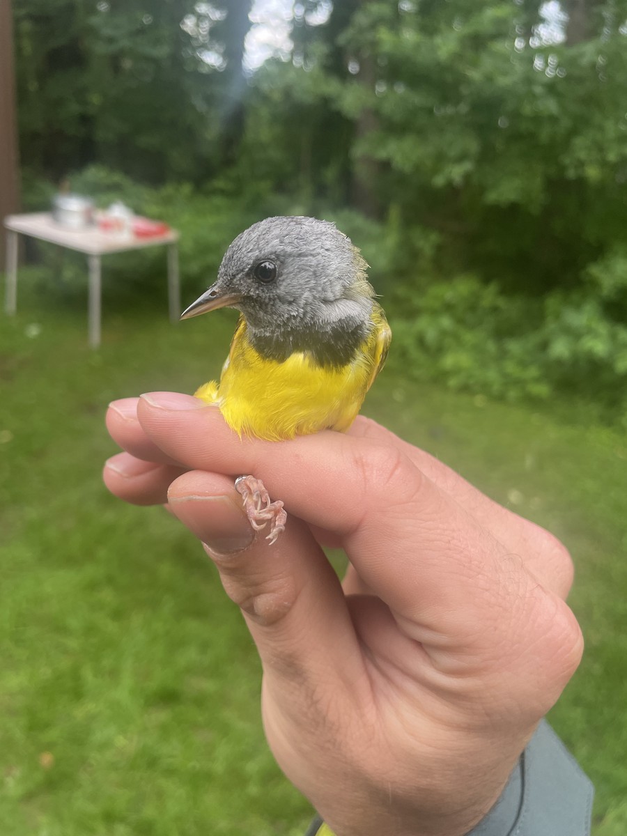 Mourning Warbler - ML638303810