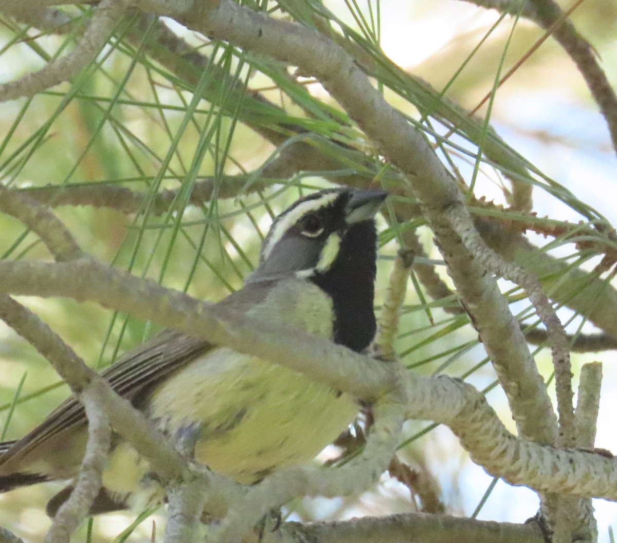 Black-throated Sparrow - ML638303814