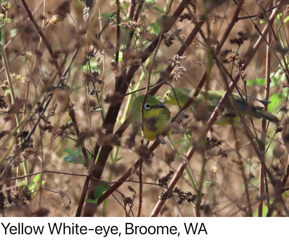 Australian Yellow White-eye - ML638303816