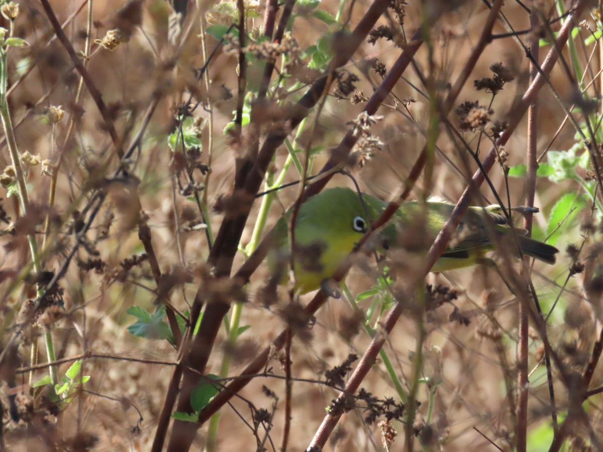 Australian Yellow White-eye - ML638303818