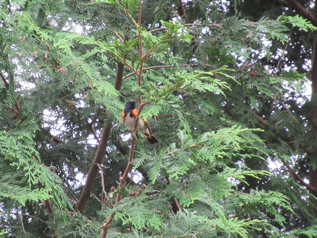 American Redstart - ML638303820