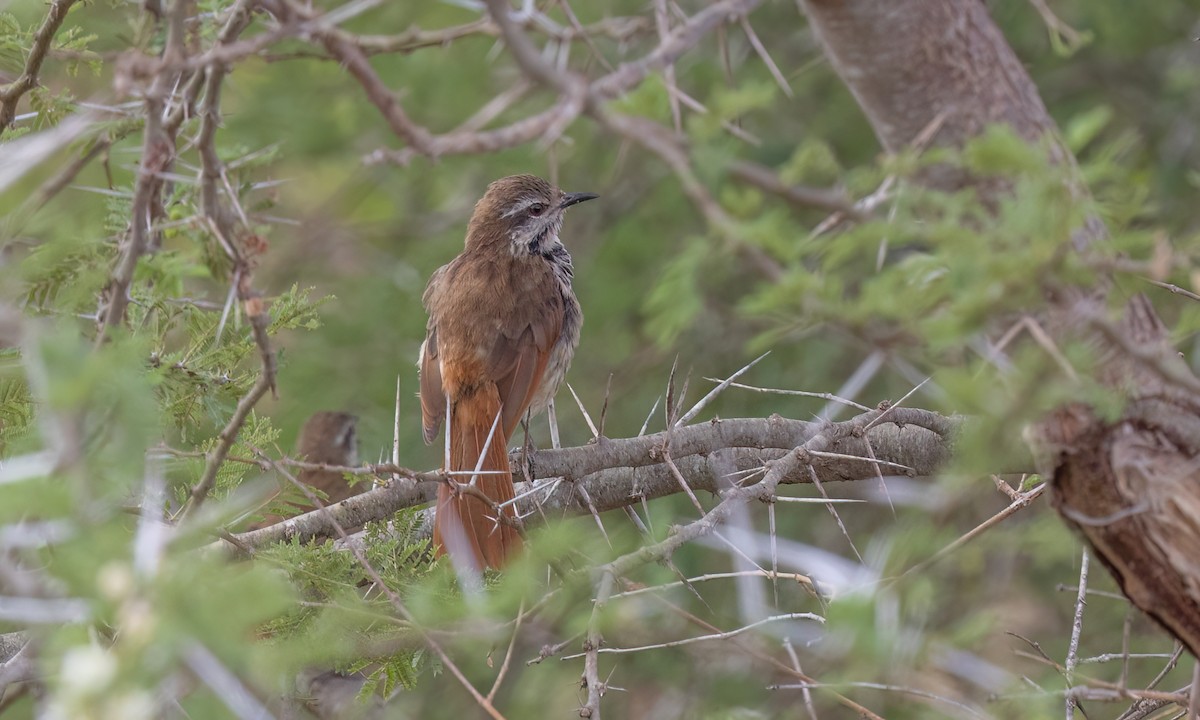Spotted Morning-Thrush - ML638303825