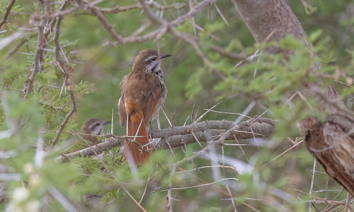 Spotted Morning-Thrush - ML638303826
