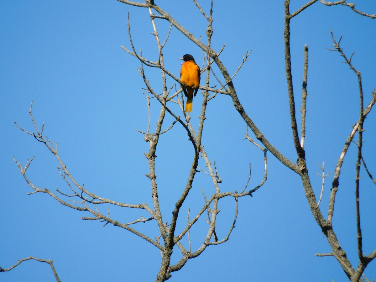 Baltimore Oriole - ML638303830
