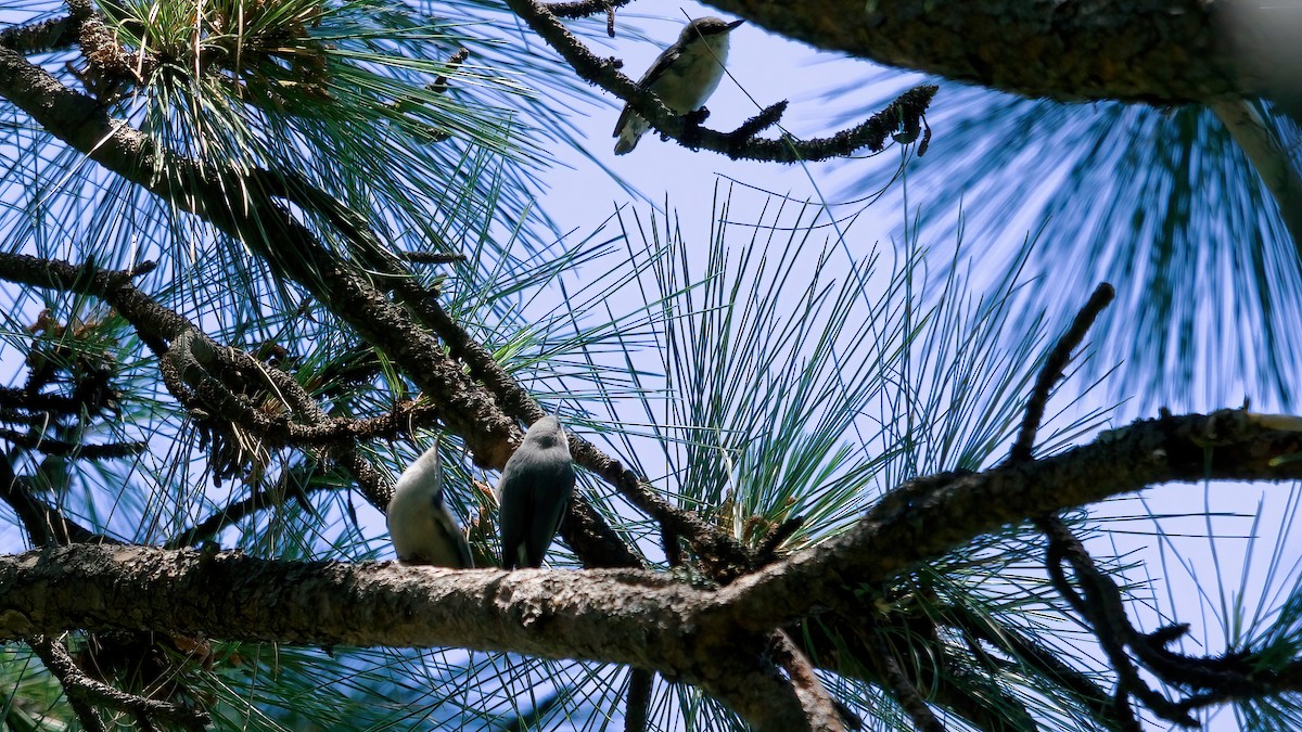 Pygmy Nuthatch - ML638303838