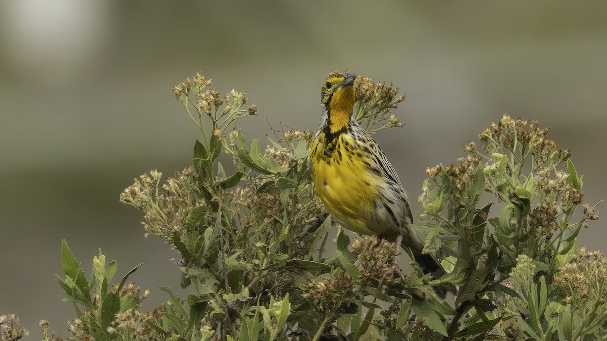 Yellow-throated Longclaw - ML638303839