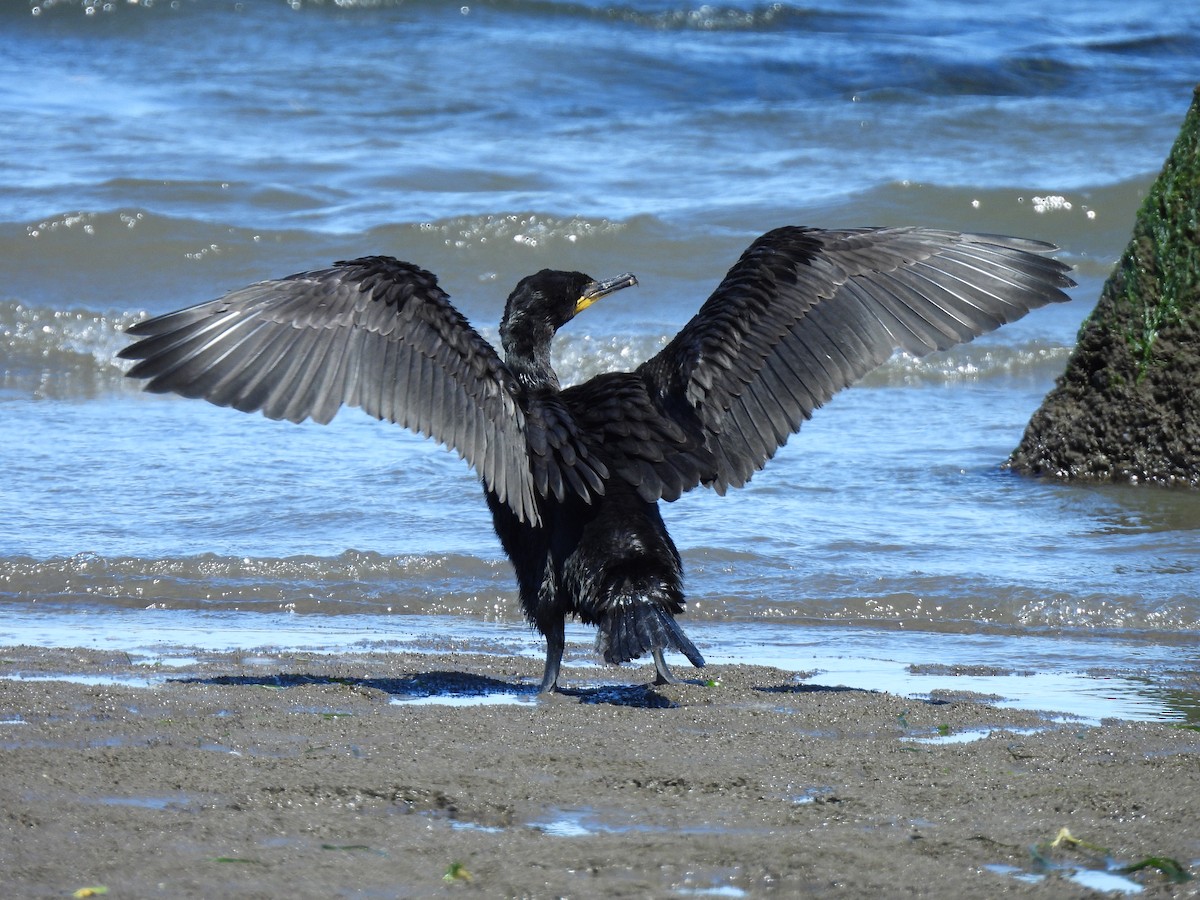 Double-crested Cormorant - ML638303840