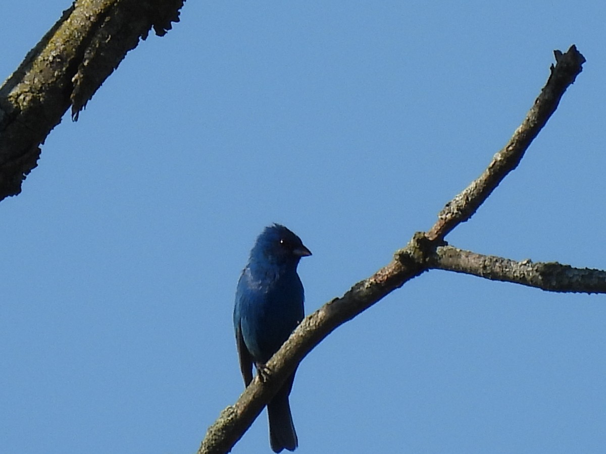 Indigo Bunting - ML638303851