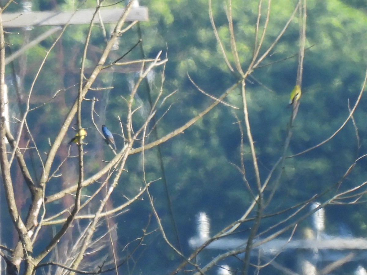 Indigo Bunting - ML638303852
