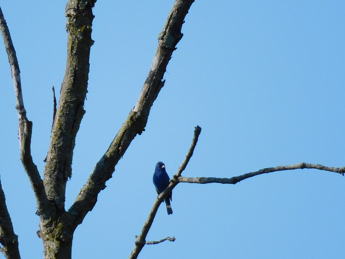 Indigo Bunting - ML638303853
