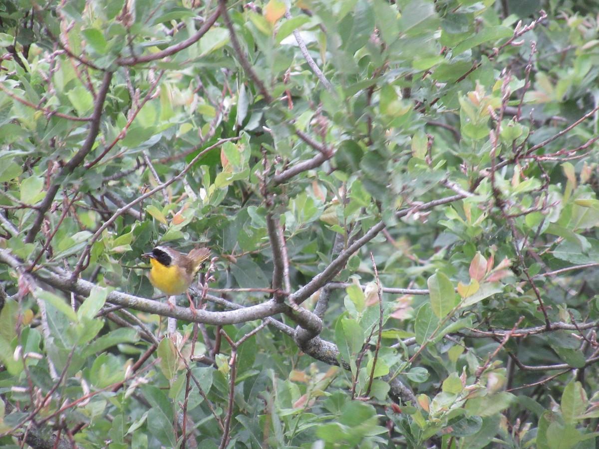 Common Yellowthroat - ML638303856