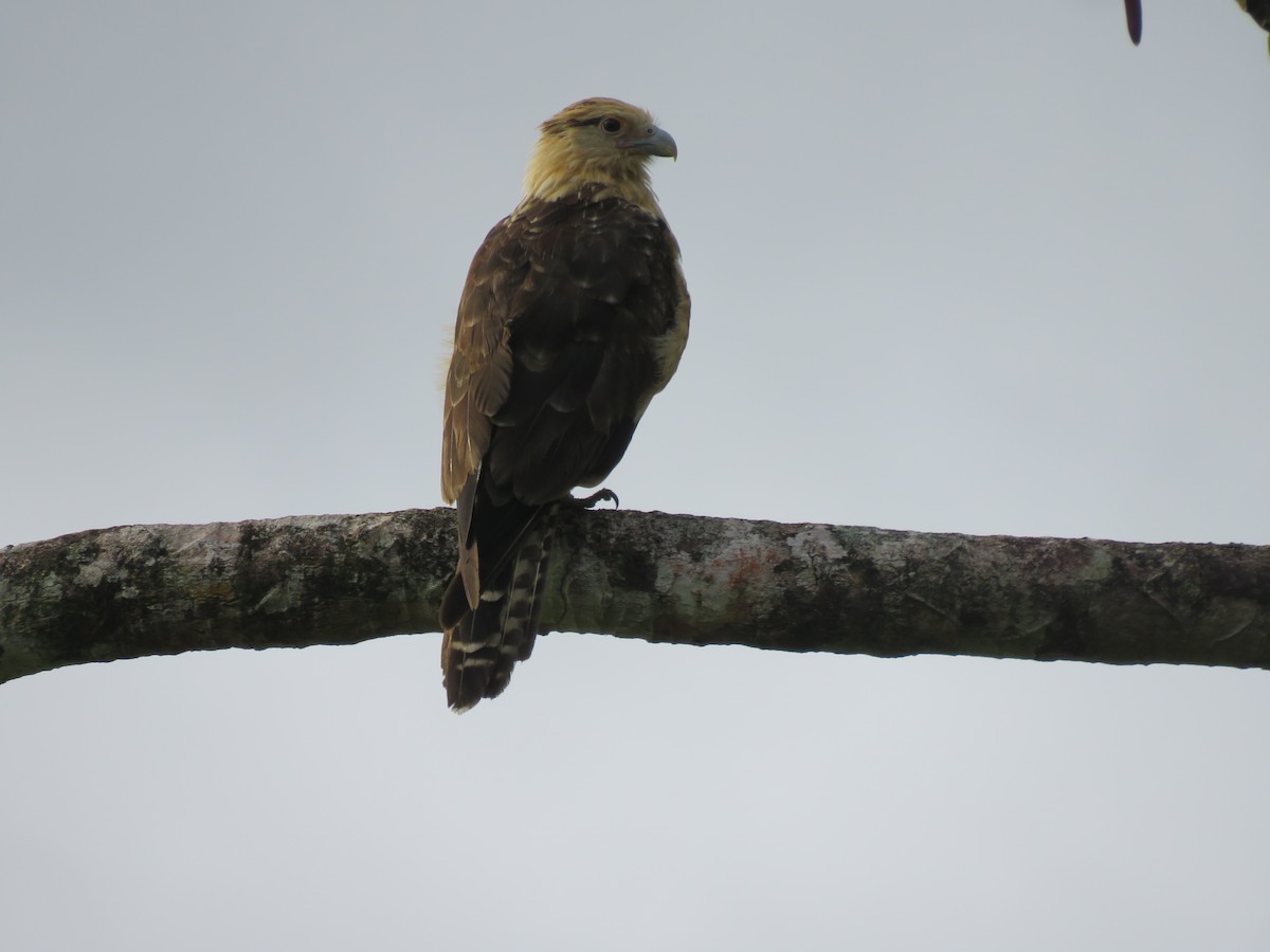 Yellow-headed Caracara - ML638303859