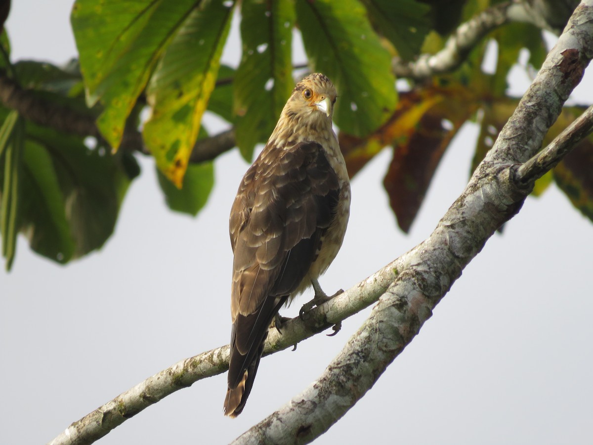 Yellow-headed Caracara - ML638303861