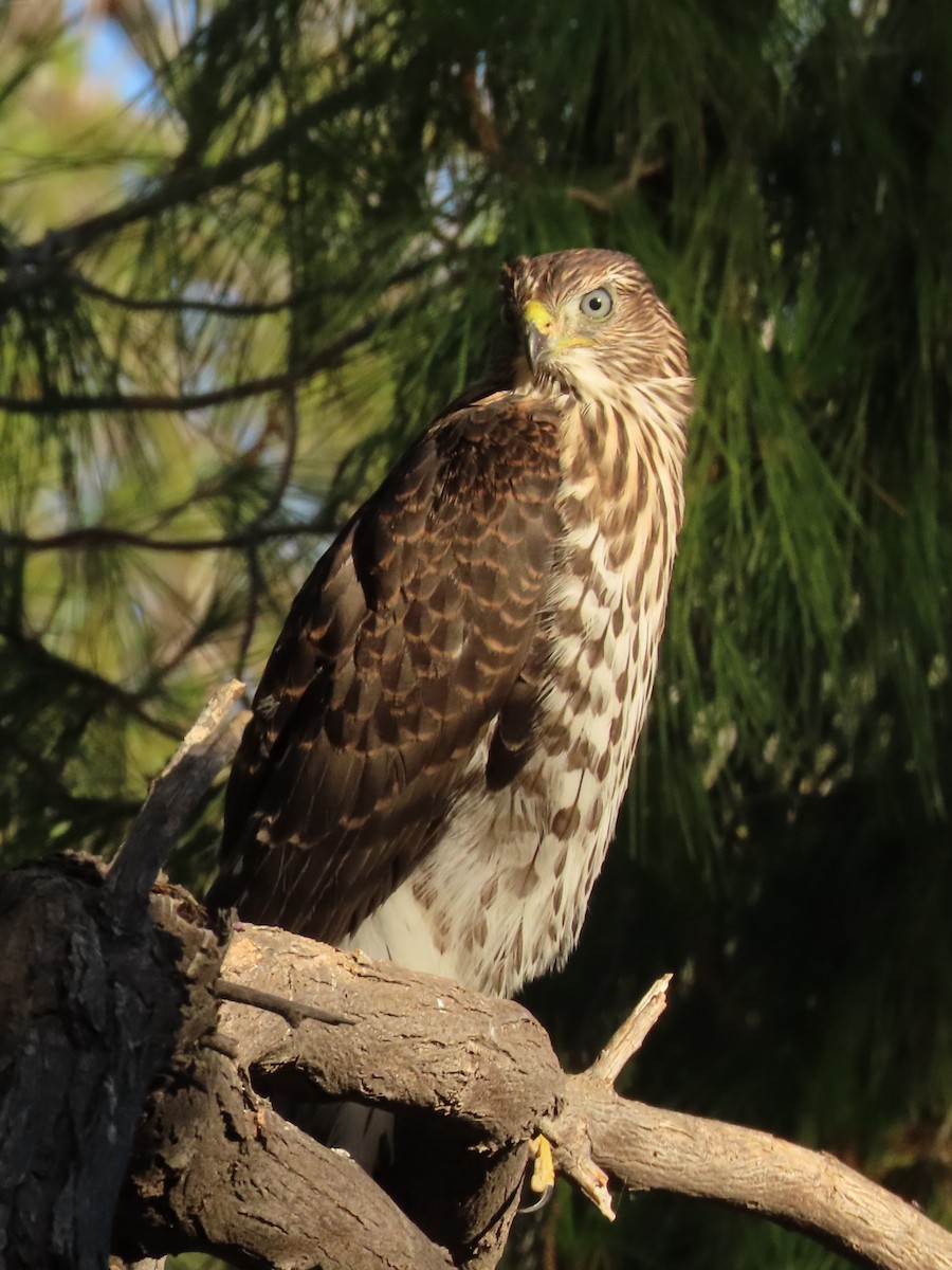 Cooper's Hawk - ML638303864