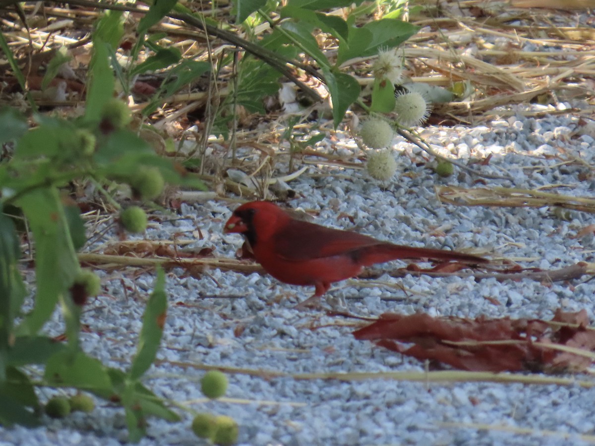 Northern Cardinal - ML638303865