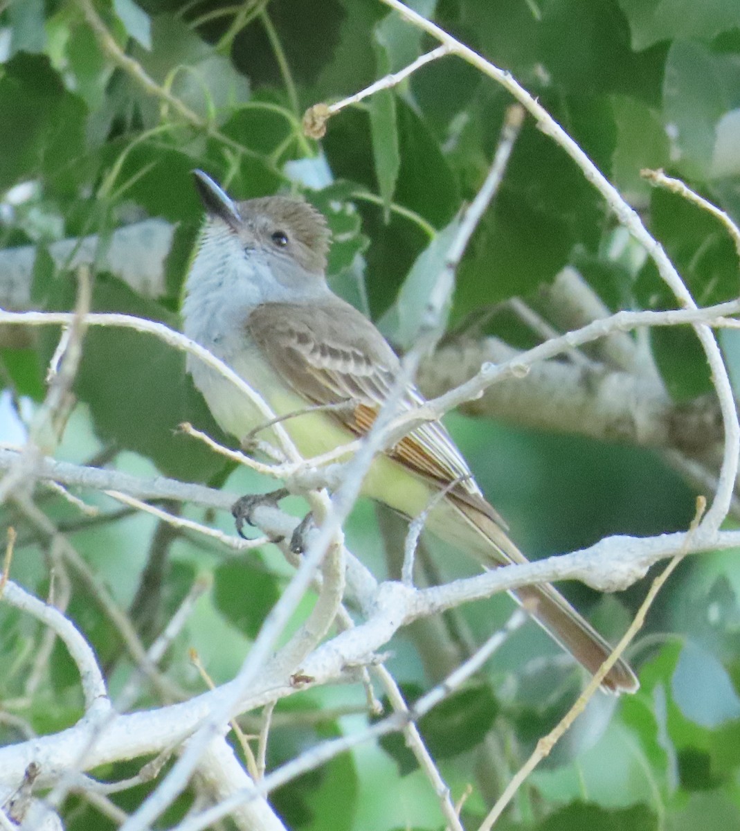 Brown-crested Flycatcher - ML638303872