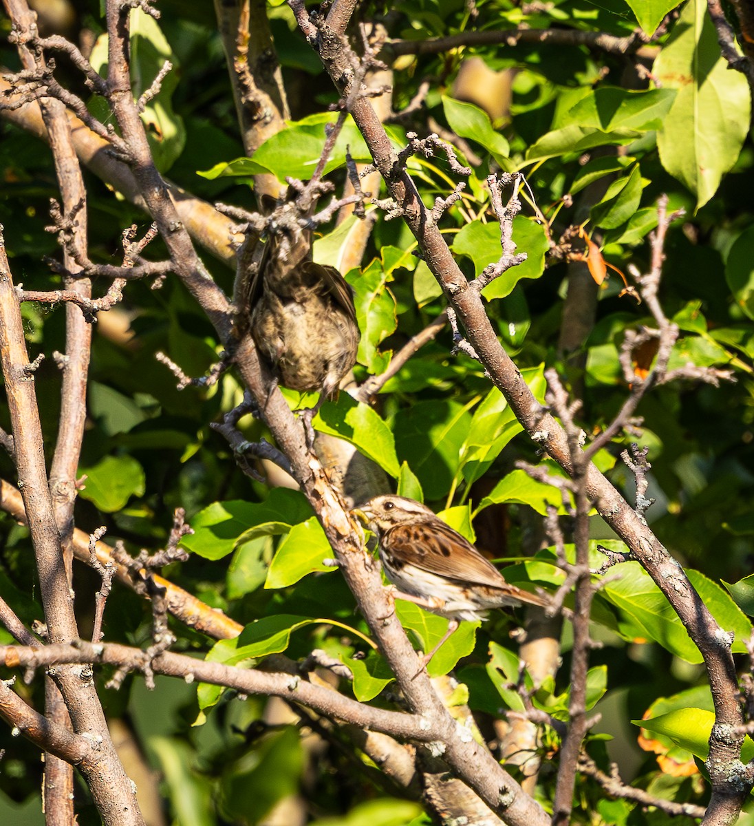 Song Sparrow - ML638303875