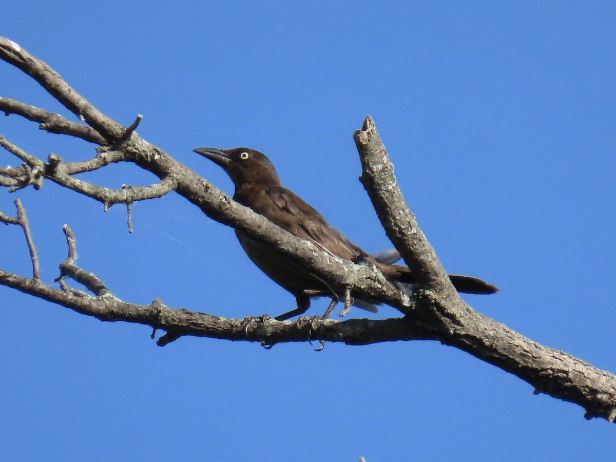 Common Grackle - ML638303880