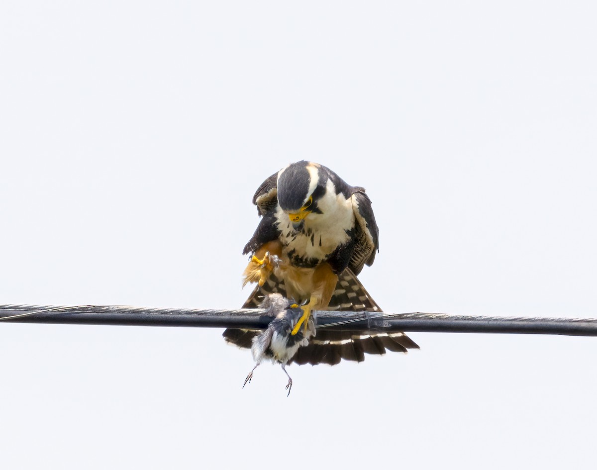 Aplomado Falcon - ML638303886