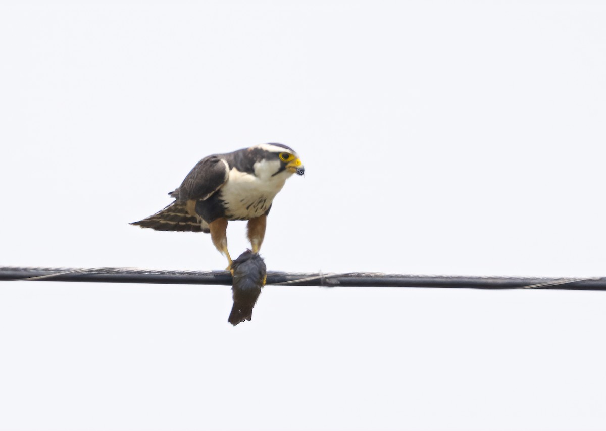 Aplomado Falcon - ML638303890