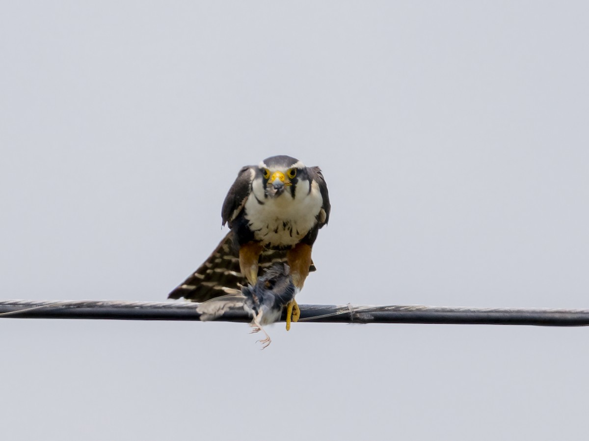 Aplomado Falcon - ML638303891