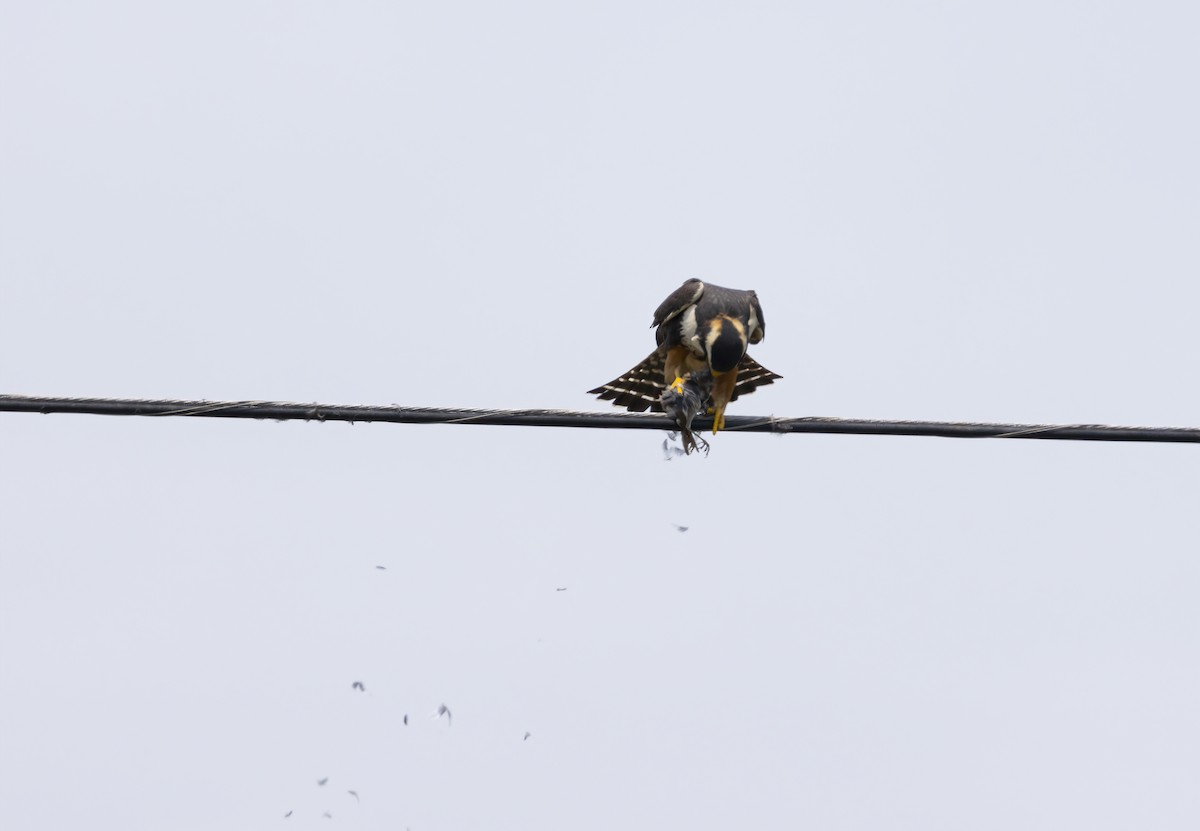 Aplomado Falcon - ML638303894