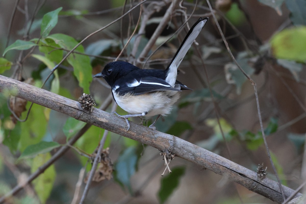 Madagascar Magpie-Robin - ML638303895