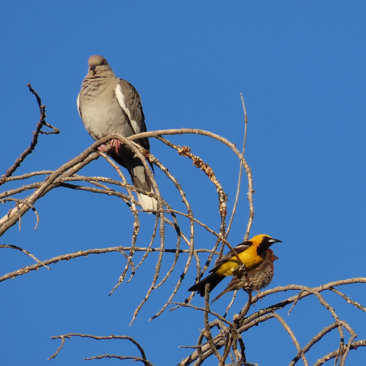 Hooded Oriole - ML638303898