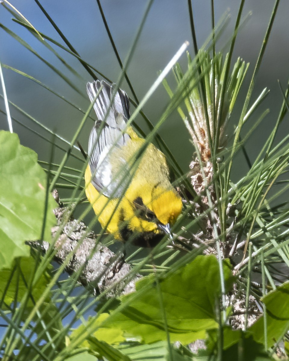 Golden-winged x Blue-winged Warbler (hybrid) - ML638303900