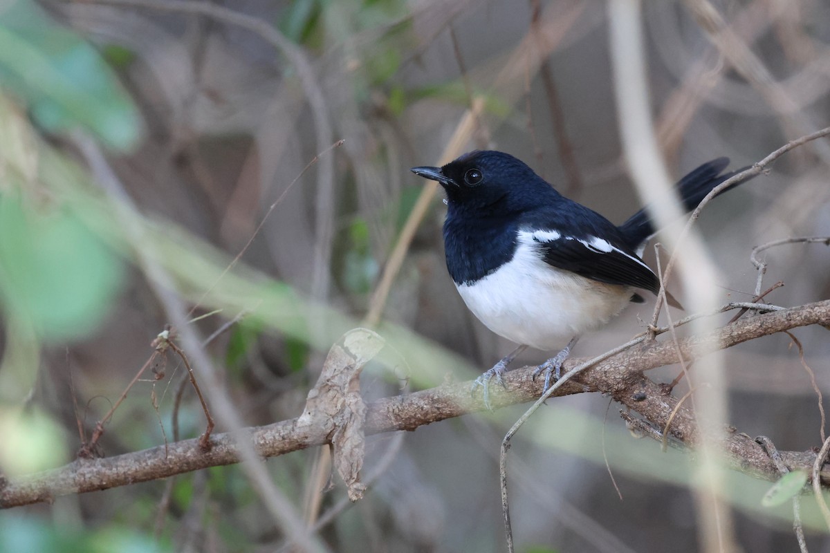 Madagascar Magpie-Robin - ML638303902