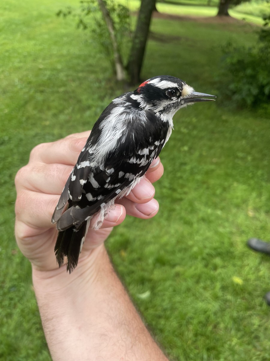 Downy Woodpecker - ML638303908