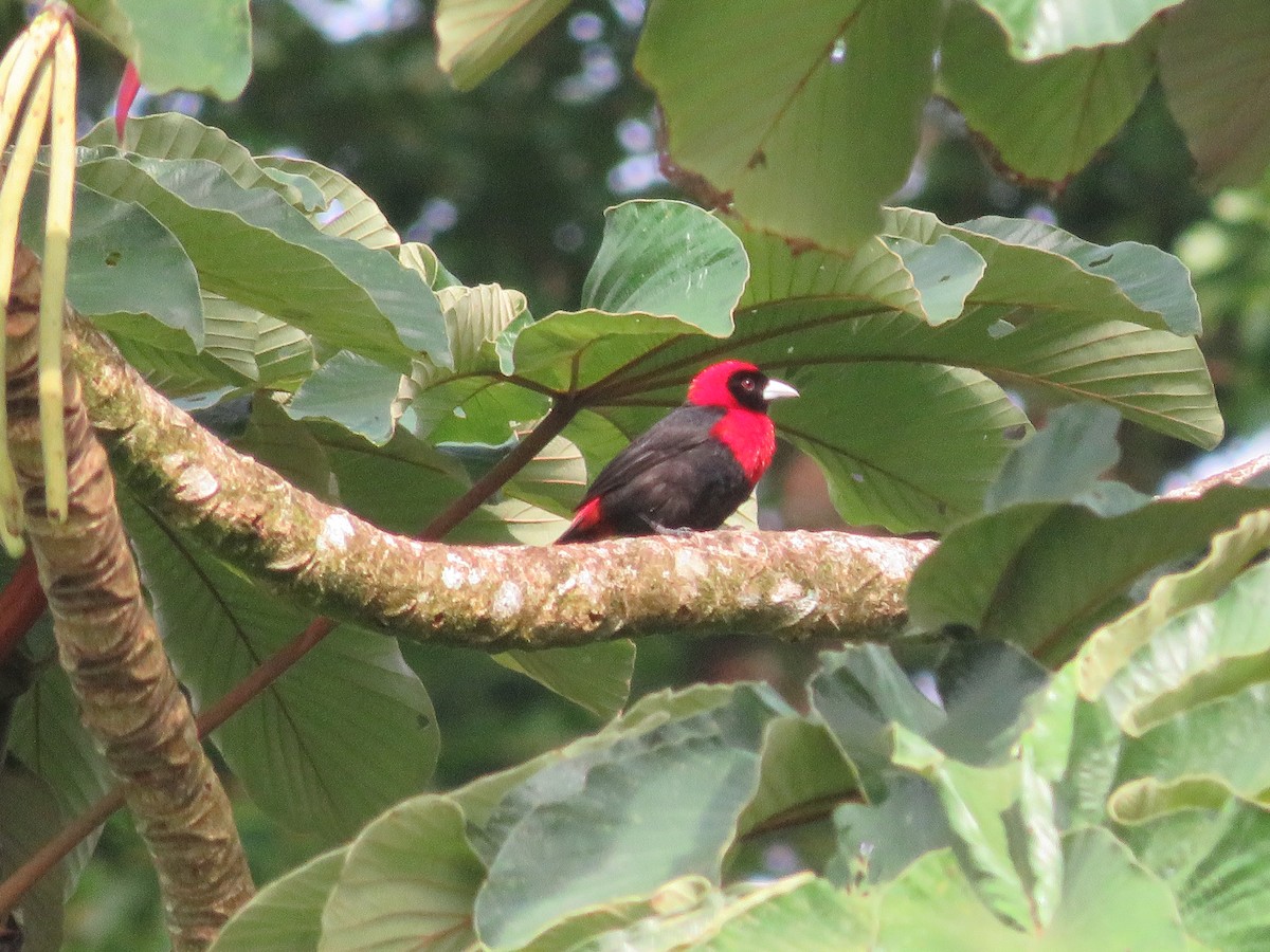 Crimson-collared Tanager - ML638303910