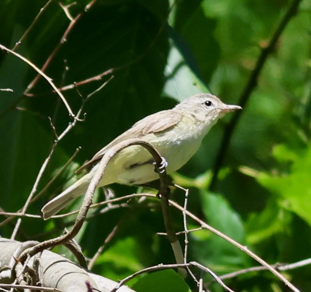Warbling Vireo - ML638303912