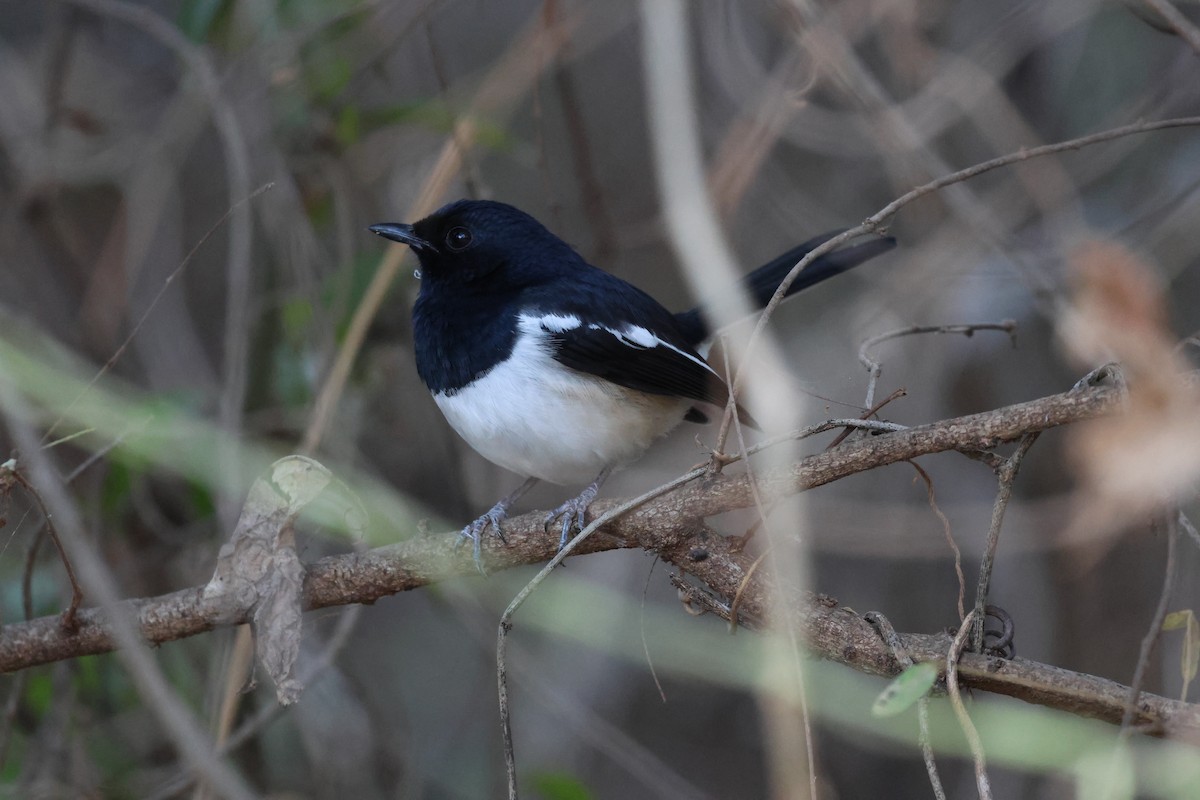 Madagascar Magpie-Robin - ML638303913