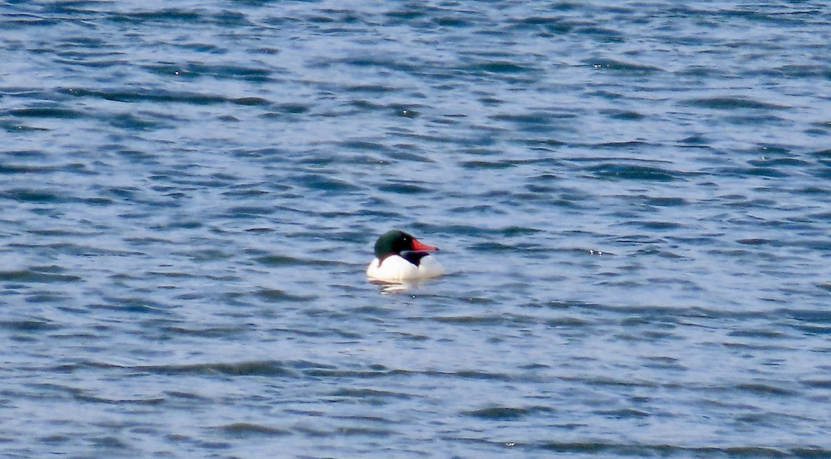 Common Merganser - ML638303918