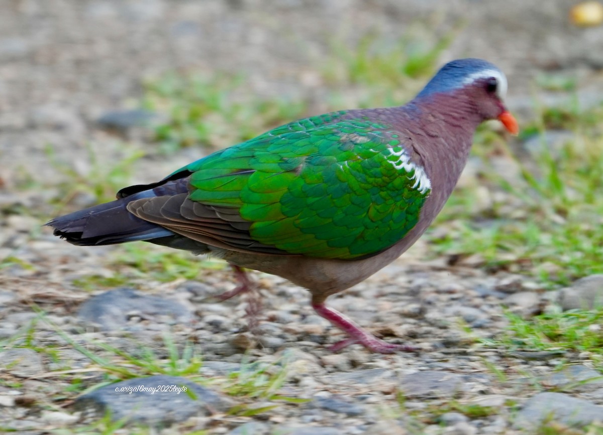 Asian Emerald Dove - ML638303921