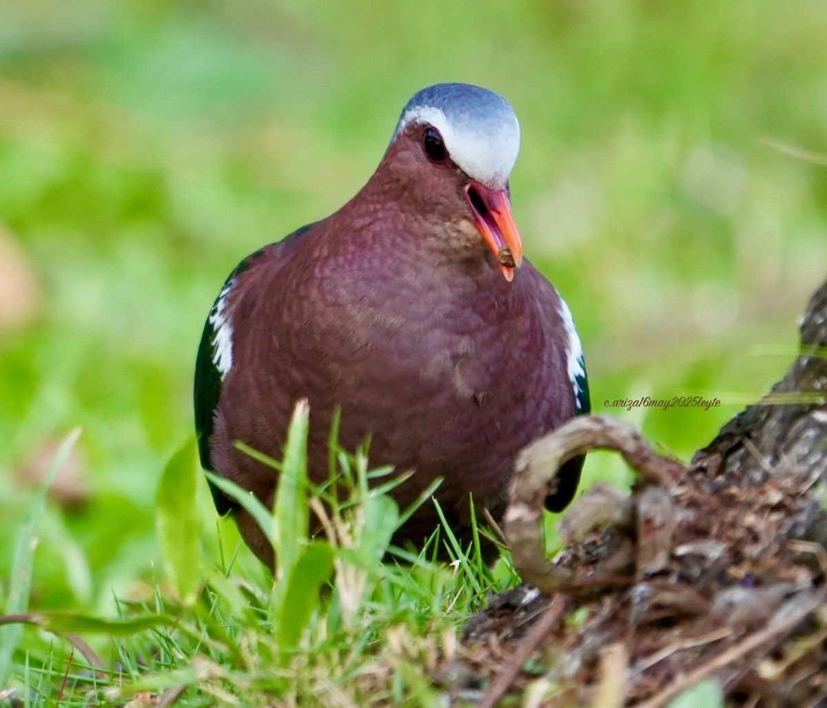 Asian Emerald Dove - ML638303922