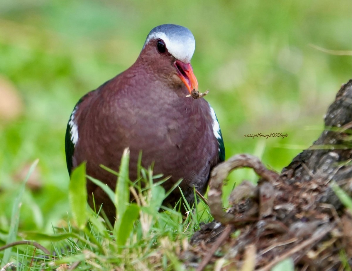 Asian Emerald Dove - ML638303923