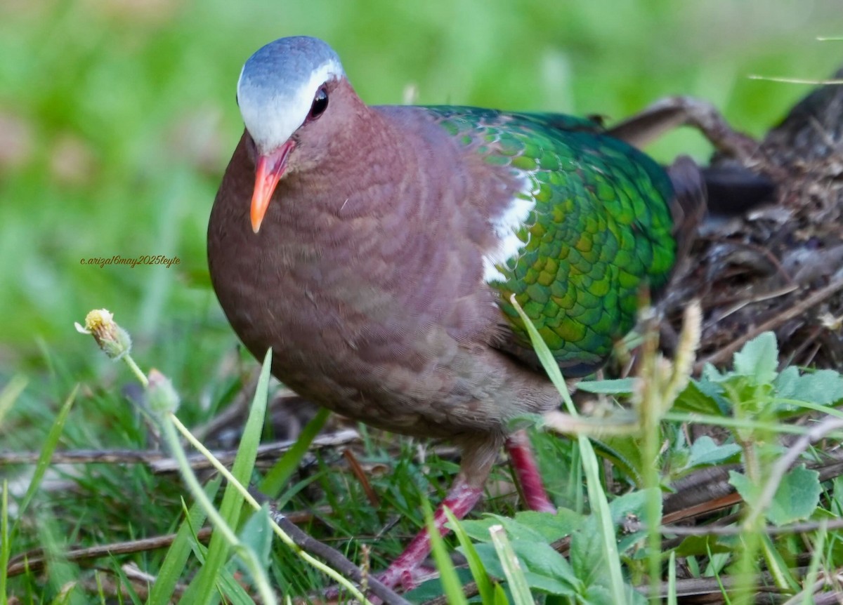 Asian Emerald Dove - ML638303925