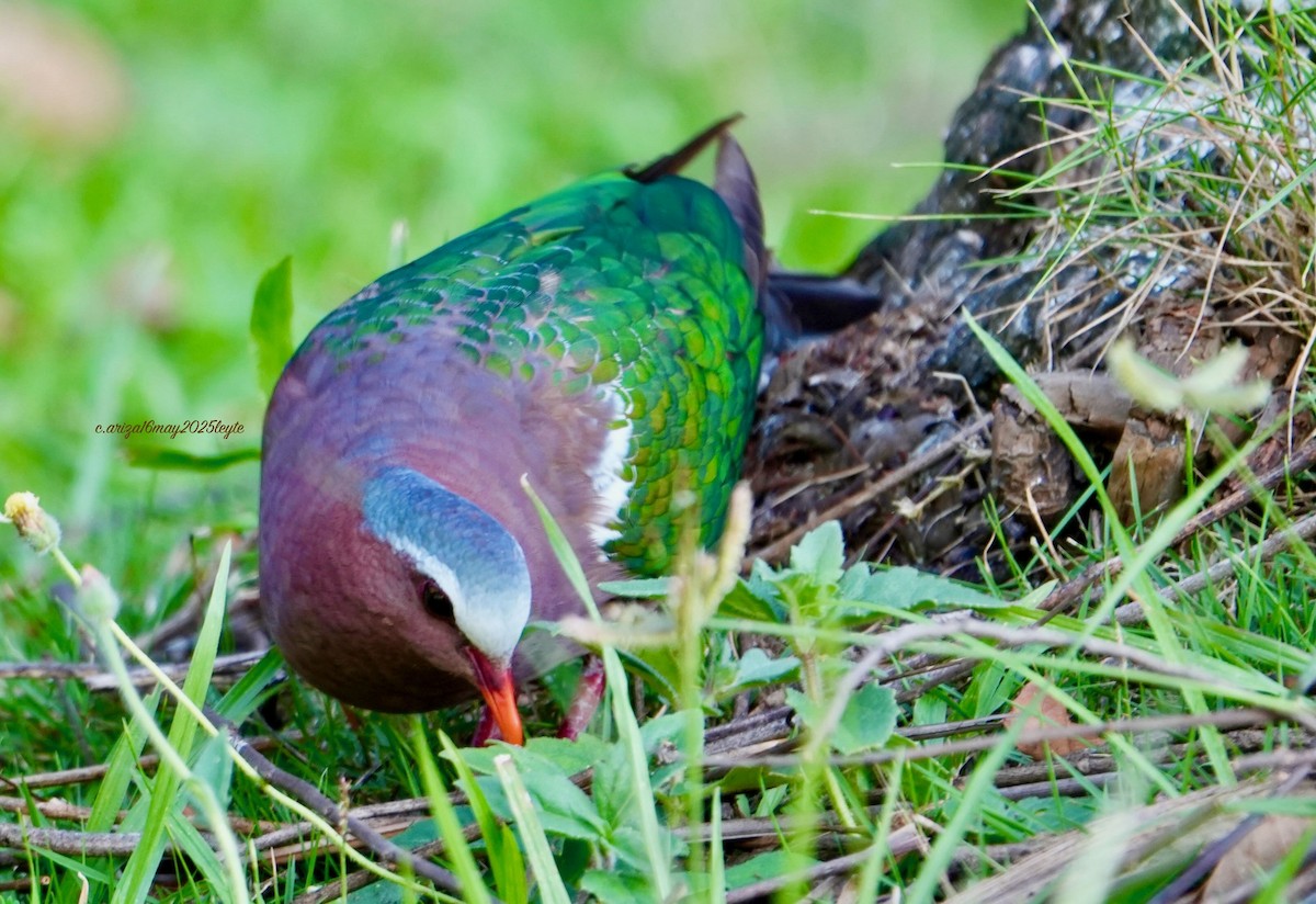 Asian Emerald Dove - ML638303926