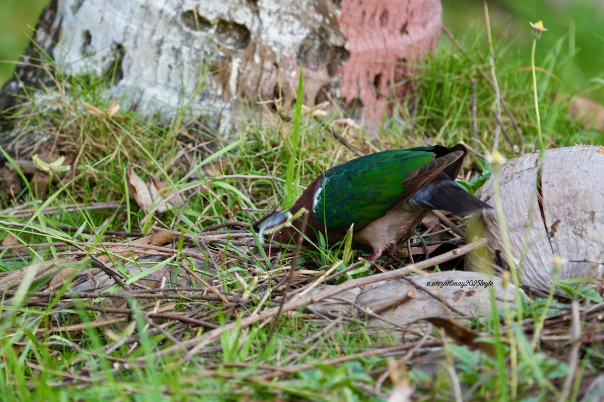 Asian Emerald Dove - ML638303928