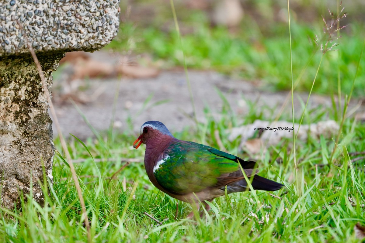 Asian Emerald Dove - ML638303929
