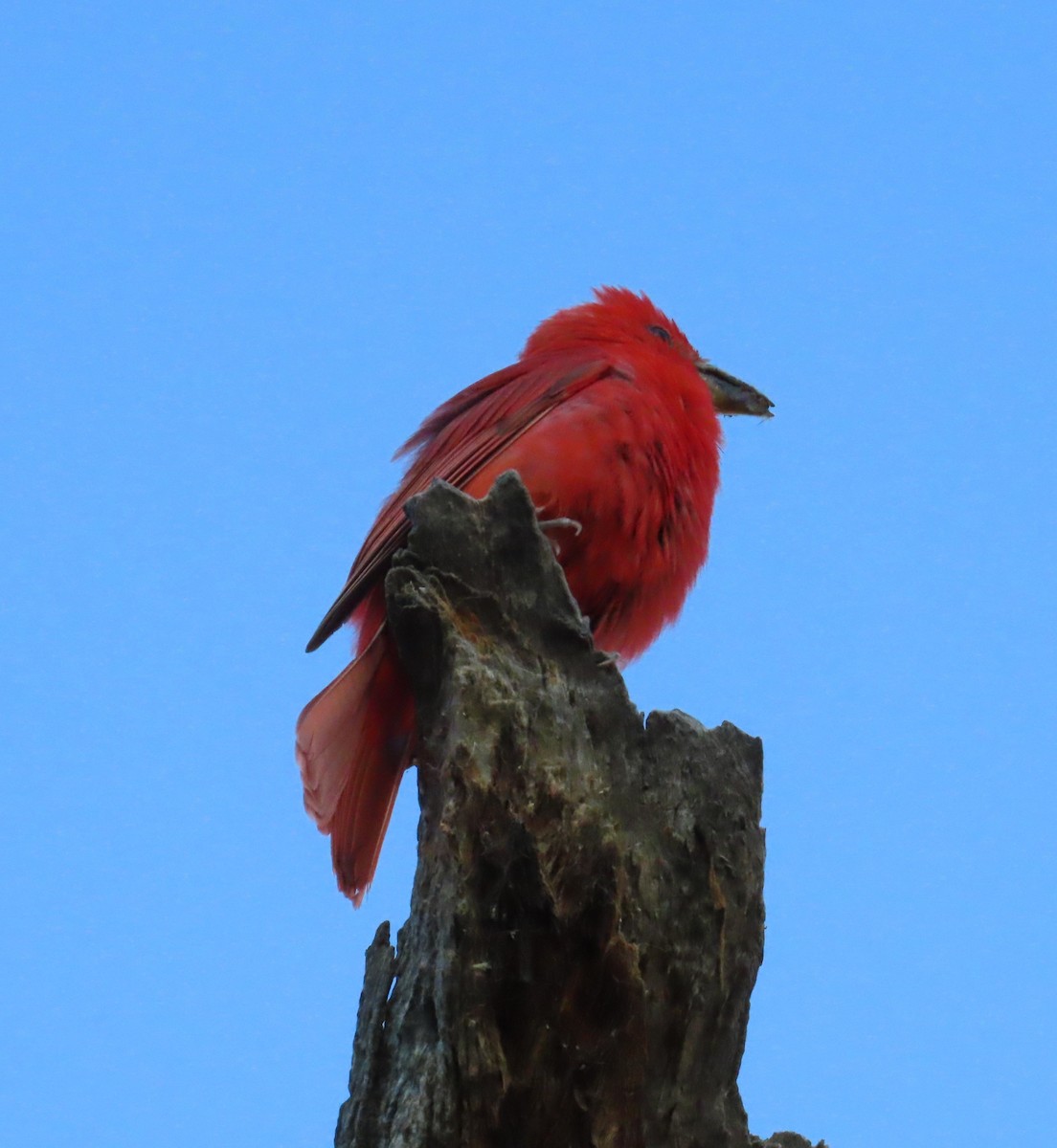 Summer Tanager - ML638303930